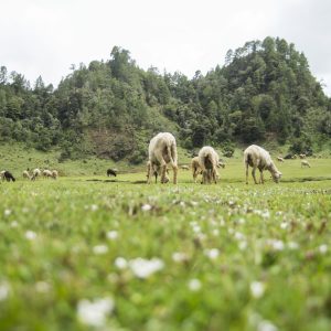 3-DAYS TOUR CAMPING CUCHUMATANES